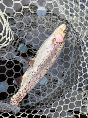 トラウトの釣果