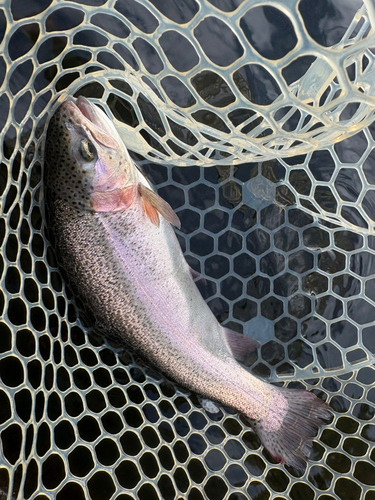 トラウトの釣果