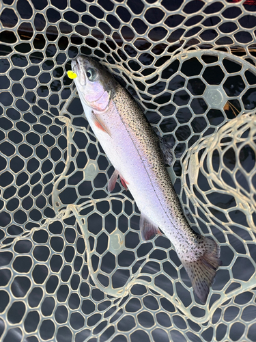 トラウトの釣果