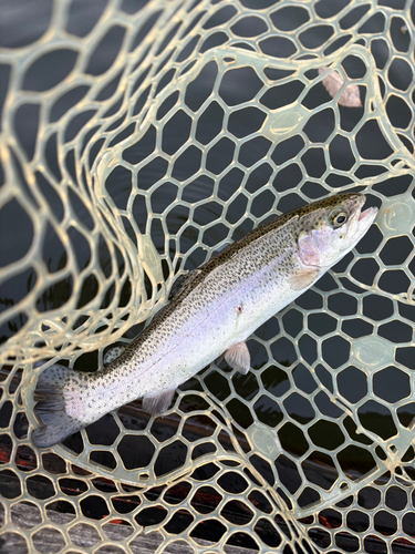 トラウトの釣果