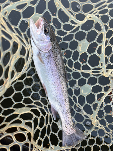 トラウトの釣果