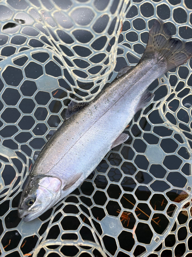 トラウトの釣果