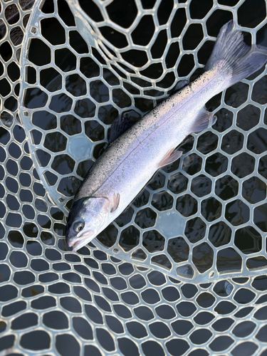 トラウトの釣果