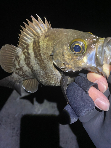 シロメバルの釣果