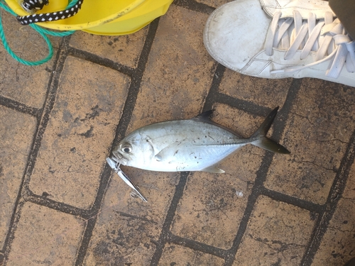 ヒラアジの釣果