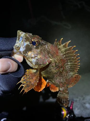 ヨロイメバルの釣果