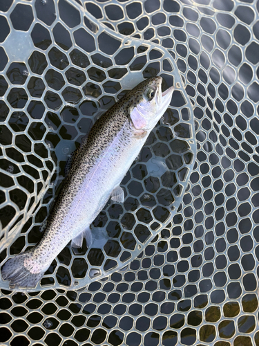 トラウトの釣果