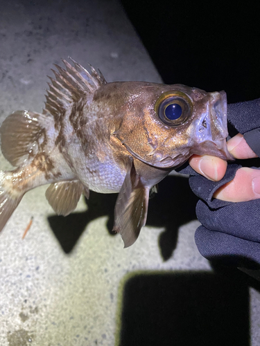 シロメバルの釣果