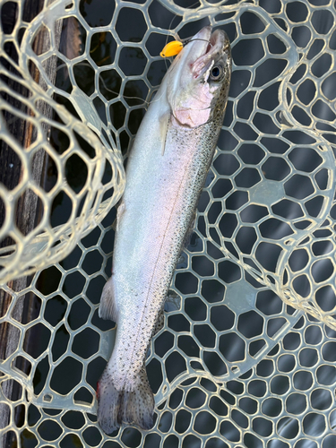 トラウトの釣果