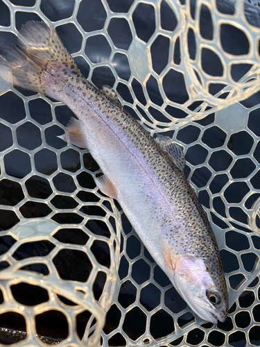 トラウトの釣果