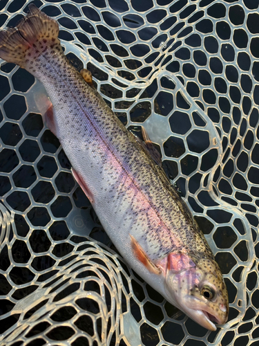 トラウトの釣果