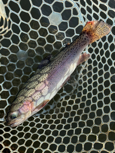 トラウトの釣果