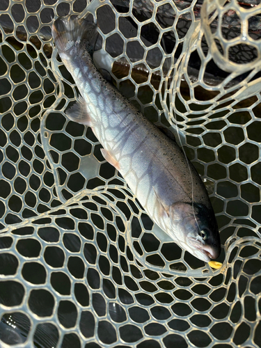 トラウトの釣果