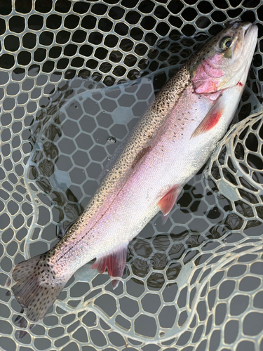 トラウトの釣果