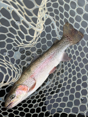 トラウトの釣果