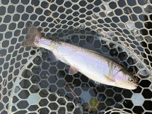 トラウトの釣果