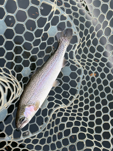 トラウトの釣果