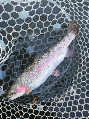 トラウトの釣果