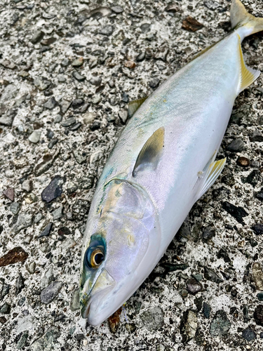 ワカシの釣果