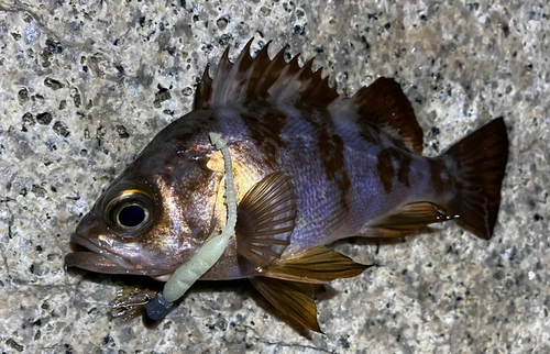 メバルの釣果