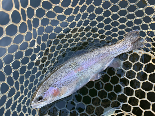 トラウトの釣果