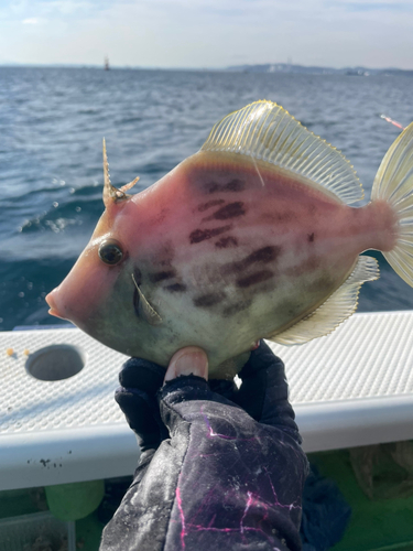 カワハギの釣果