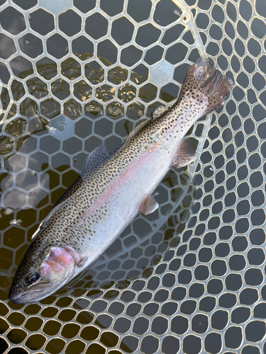 トラウトの釣果