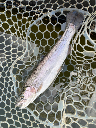 トラウトの釣果