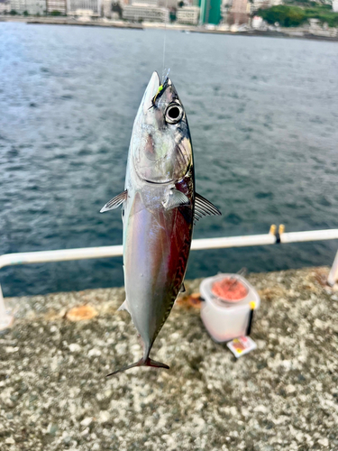 ソウダガツオの釣果