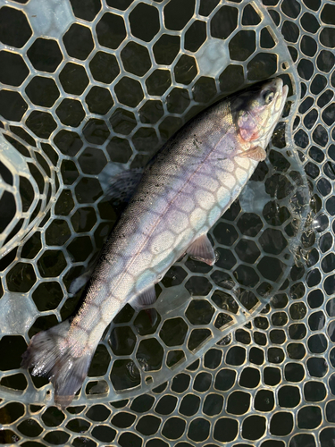 トラウトの釣果