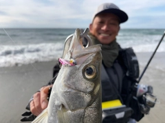 ヒラスズキの釣果