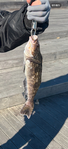 アイナメの釣果