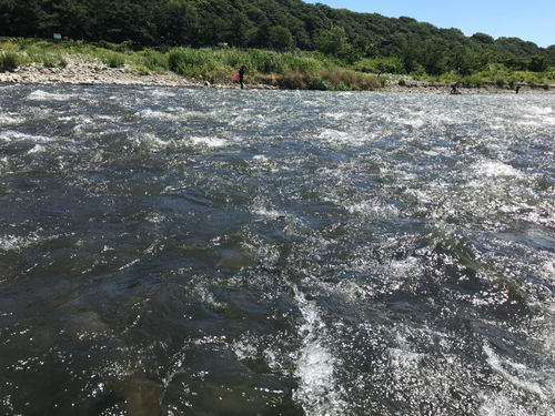 アユの釣果