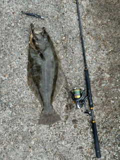 ヒラメの釣果