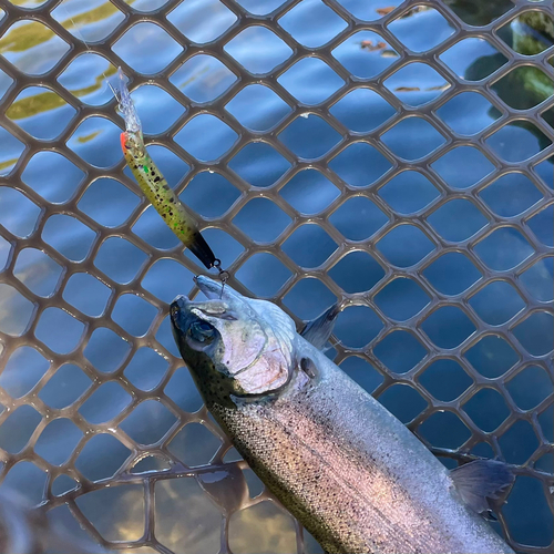 ニジマスの釣果