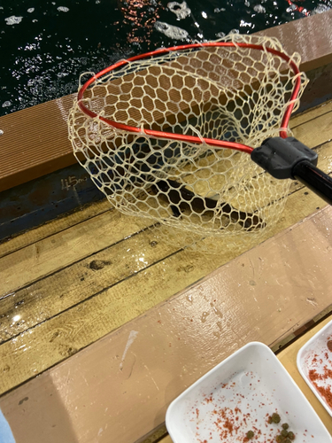 コイの釣果