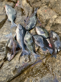 クチブトグレの釣果