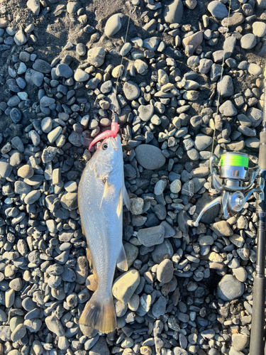 ニベの釣果