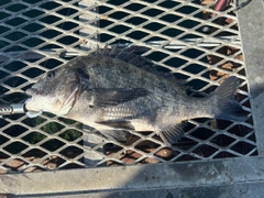 クロダイの釣果