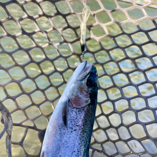 ニジマスの釣果