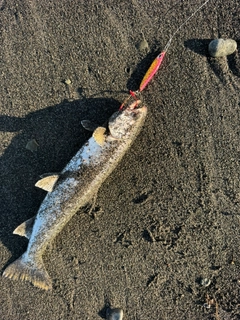 アメマスの釣果