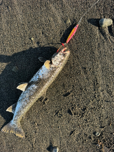 アメマスの釣果