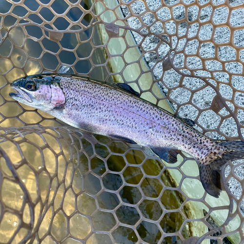 ニジマスの釣果