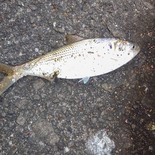 コノシロの釣果