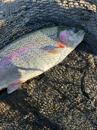 ニジマスの釣果