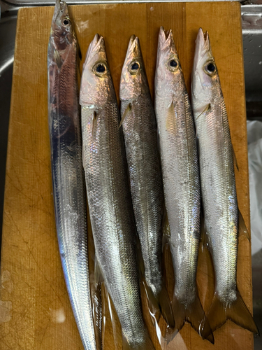 アカカマスの釣果