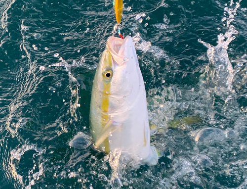 カワハギの釣果