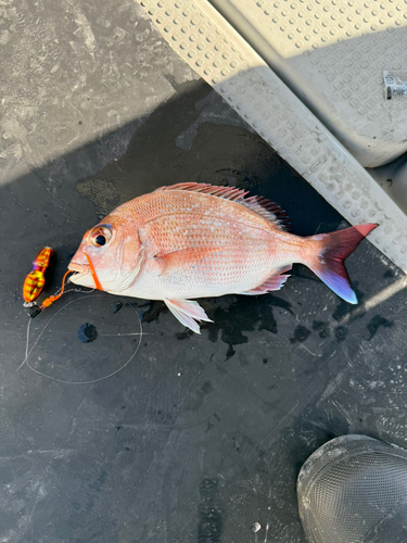 マダイの釣果