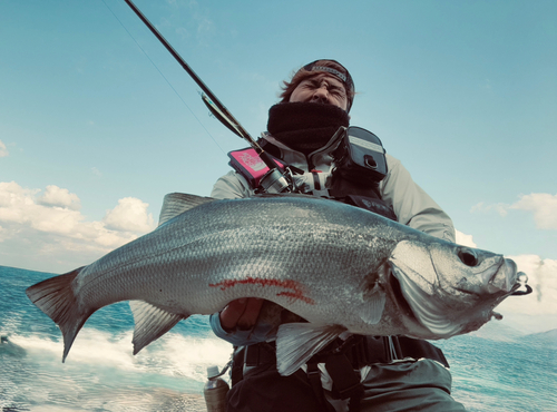 ヒラスズキの釣果