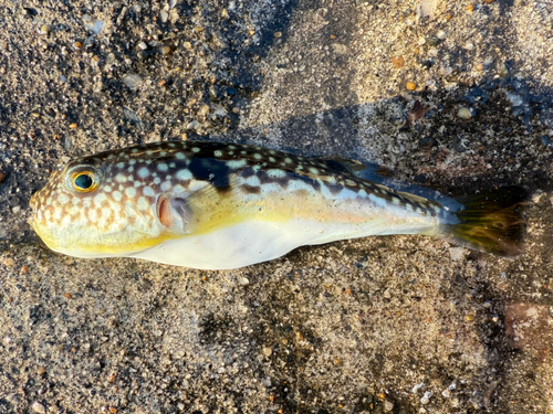 ショウサイフグの釣果